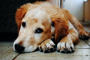 🐶💔🏡 Separationsangst hos hunde: Årsager, forebyggelse og behandling