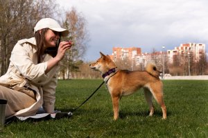 Den komplette guide til at håndtere hundegøen: Forståelse og løsninger